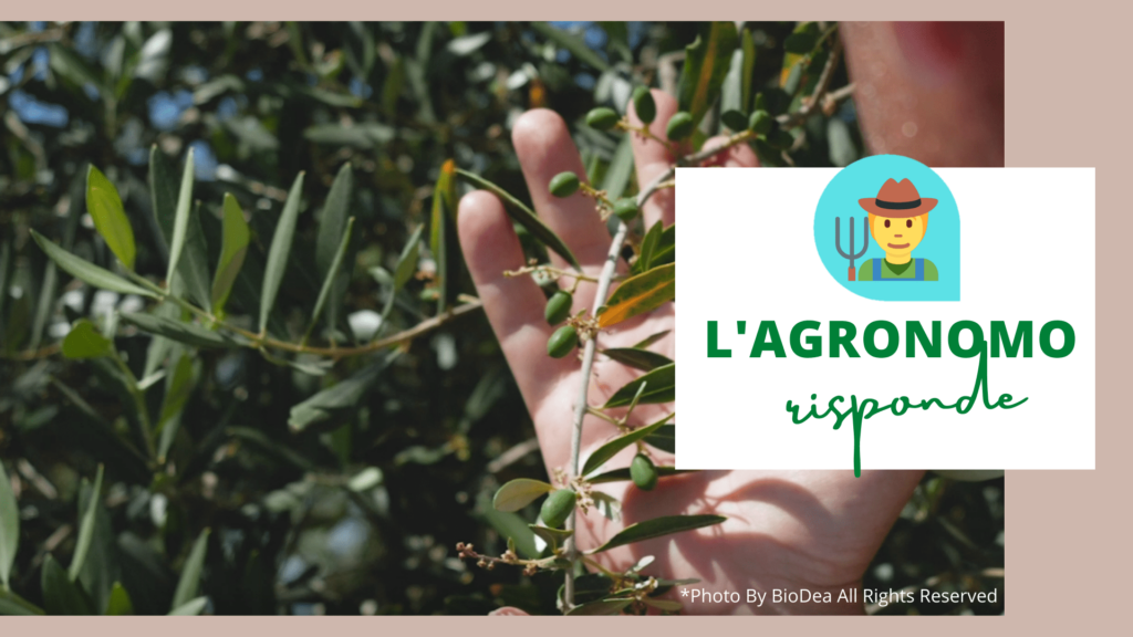 Copy of Copia di Biodea & passione olivo organizzano (1)-min l'agronomo risponde